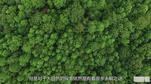 亚洲天堂在线观看视频网站史坦顿岛的夏天