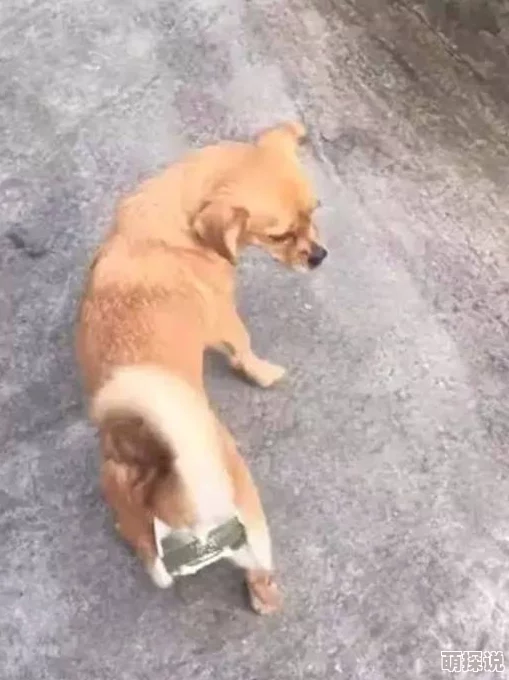 老女人毛茸茸擦阴户这是一句网络流行语，常用于调侃或描述一些不雅的场景或行为