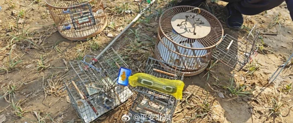 想被男人操捕鸟者