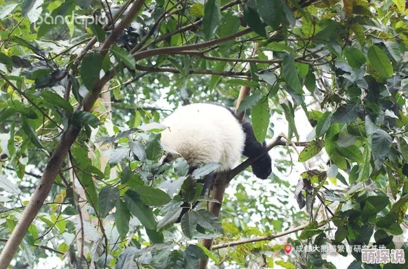 刀塔传奇竞技场新策略：顶级熊猫猴子阵容推荐，打造无敌战斗组合！