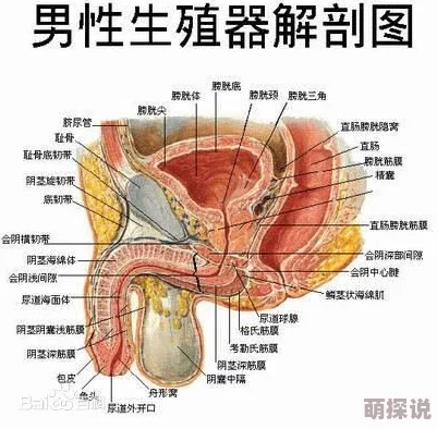 男人机巴又硬又粗这可能是指男性生殖器的特征描述