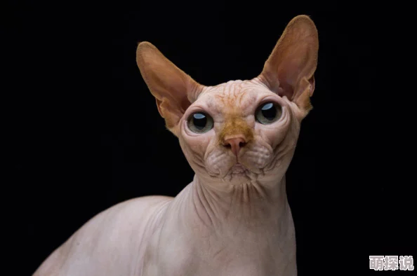 日本无毛视频指的是日本制作的关于无毛猫等宠物的影像作品