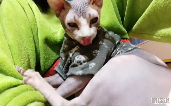 日本无毛视频指的是日本制作的关于无毛猫等宠物的影像作品