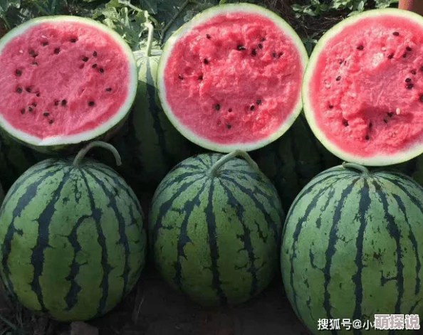 吃瓜51两小无知 吃瓜51两小无知