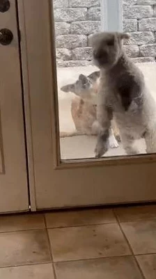 快进来痒啊阿啊啊这句网络流行语源于某视频中的搞笑情景描述，表达了强烈的召唤感和幽默感