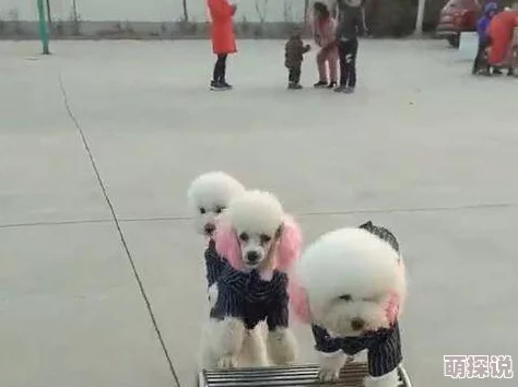 抱着娇小的她边走边耸动最近在网上晒出了一组温馨的街头写真