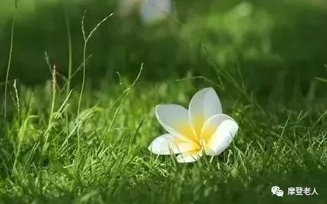 云上的日子愿你生活美满幸福快乐每一天 云上的日子愿你生活美满幸福快乐每一天