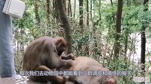 生猴子全程不盖被子这句谚语反映了过去农村生活条件的艰苦人们为了生计不得不忍受寒冷