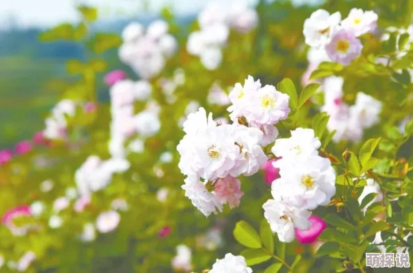 花瓣抢鲜春季赏花指南，带你领略最美的花海盛宴
