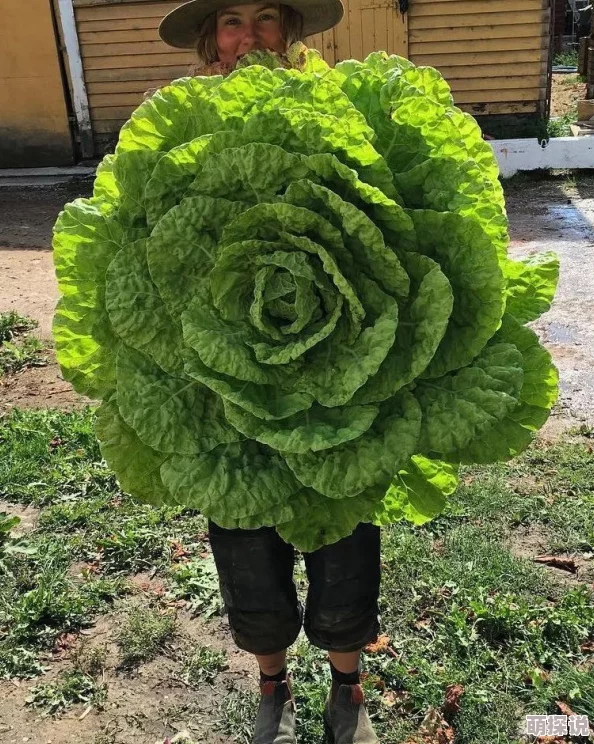 嗯啊好粗好大最近发现了一种名为“巨型南瓜”的蔬菜，单个重量可达一吨，成为园艺界的新宠