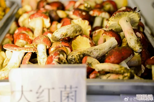 x9x9x9x9任意槽2024进口蘑菇此款蘑菇为高端进口食材，适合美食爱好者尝试