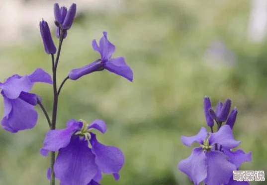 花花公子祝你生活美满幸福快乐事业有成心想事成万事如意