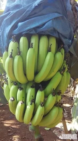 香蕉国产一区二区春季新品上市,口感更佳甜度提升 香蕉国产一区二区春季新品上市,口感更佳甜度提升