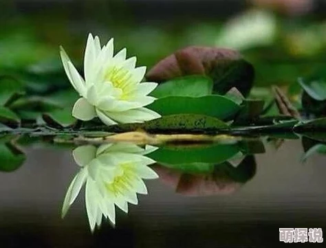 静水之表祝您生活平静如水，事业顺利如流