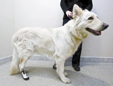 最粗毛的在最近的宠物展上大放异彩,吸引了众多爱狗人士的目光,成为当天最受欢迎的明星犬 最粗毛的在最近的宠物展上大放异彩,吸引了众多爱狗人士的目光,成为当天最受欢迎的明星犬