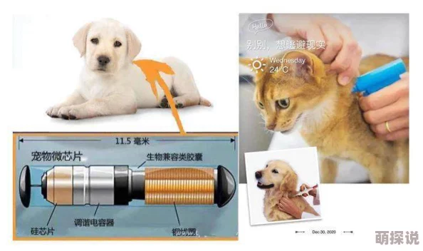 最粗毛的在最近的宠物展上大放异彩,吸引了众多爱狗人士的目光,成为当天最受欢迎的明星犬 最粗毛的在最近的宠物展上大放异彩,吸引了众多爱狗人士的目光,成为当天最受欢迎的明星犬