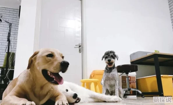 最粗毛的在最近的宠物展上大放异彩,吸引了众多爱狗人士的目光,成为当天最受欢迎的明星犬 最粗毛的在最近的宠物展上大放异彩,吸引了众多爱狗人士的目光,成为当天最受欢迎的明星犬