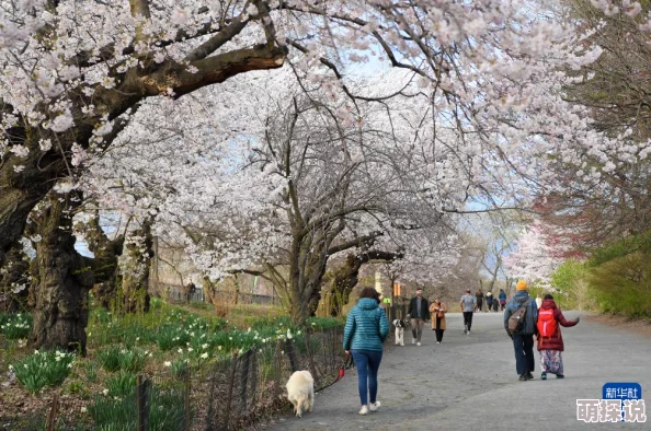 日韩欧美一区二区三区中文精品春季新片上映樱花盛开时节的浪漫爱情故事 日韩欧美一区二区三区中文精品春季新片上映樱花盛开时节的浪漫爱情故事