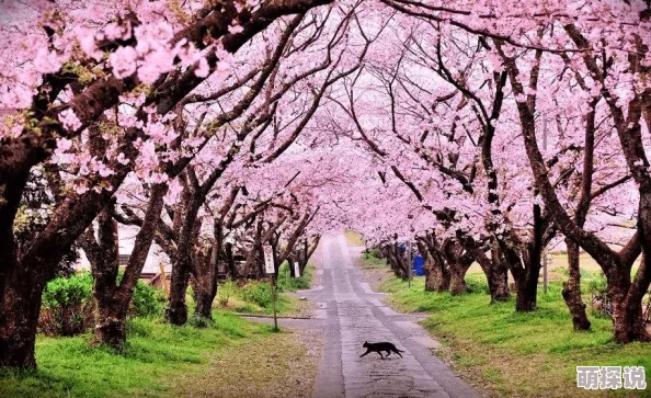 日韩欧美一区二区三区中文精品春季新片上映樱花盛开时节的浪漫爱情故事 日韩欧美一区二区三区中文精品春季新片上映樱花盛开时节的浪漫爱情故事