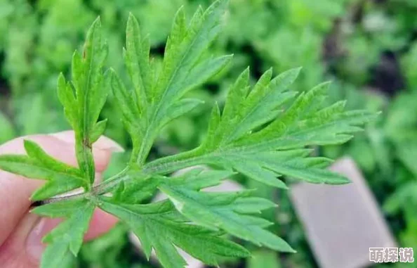 99视频精品国在线视频艾草春季养生新方法火热推荐