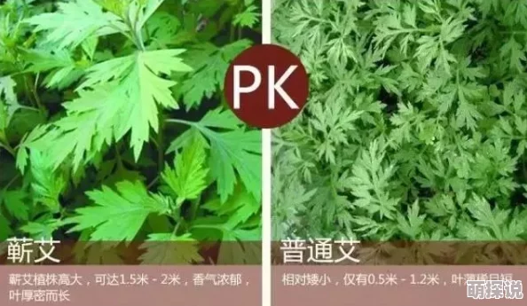 99视频精品国在线视频艾草春季养生新方法火热推荐