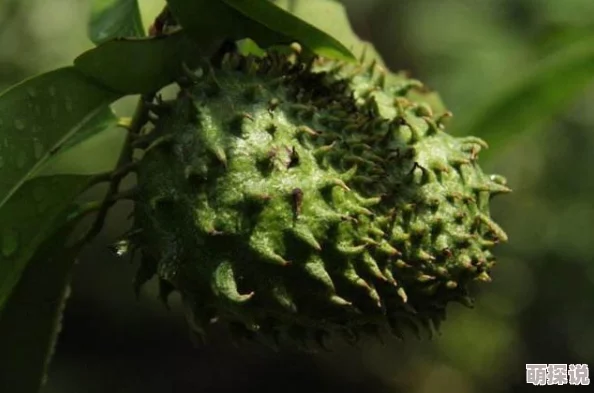 嗯啊快再深一点新鲜榴莲口味冰淇淋上市 嗯啊快再深一点新鲜榴莲口味冰淇淋上市