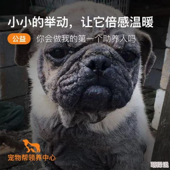 吕总和张警官视频版夸克小区里最近发现了一只走失的宠物狗，正在寻找它的主人