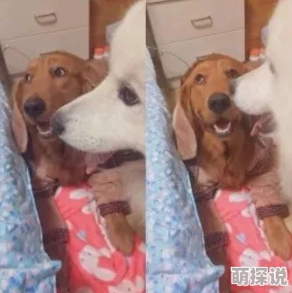 吕总和张警官视频版夸克小区里最近发现了一只走失的宠物狗，正在寻找它的主人