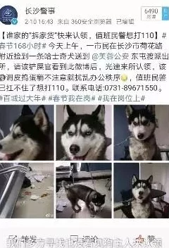 吕总和张警官视频版夸克小区里最近发现了一只走失的宠物狗，正在寻找它的主人