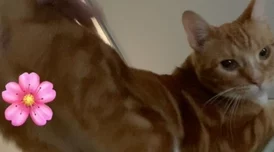 宫女趴春凳脱裙子打屁股小猫咪好奇围观惹人笑