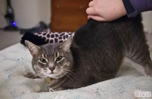 宫女趴春凳脱裙子打屁股小猫咪好奇围观惹人笑