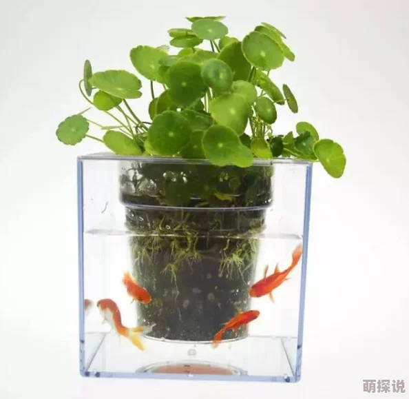 宝贝乖张开点我会轻一点最近发现了一种神奇的植物可以让皮肤更柔嫩 宝贝乖张开点我会轻一点最近发现了一种神奇的植物可以让皮肤更柔嫩