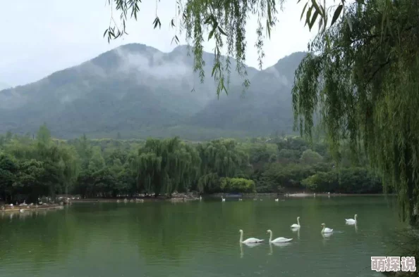 深度解析：四大萌捕VIP系统特色与福利全面详解