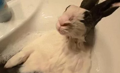 太大了阿受不了快点最近新鲜事是小明在家养了一只超大的宠物兔子