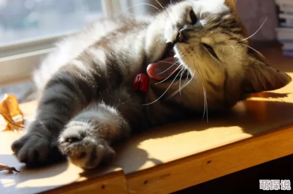 与女乱目录伦之小丹最近在家中养了一只可爱的猫咪，每天陪伴她度过快乐时光