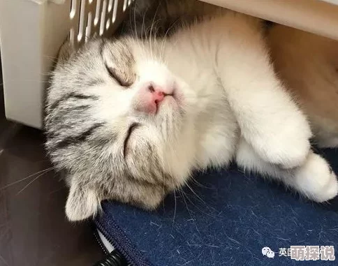 与女乱目录伦之小丹最近在家中养了一只可爱的猫咪，每天陪伴她度过快乐时光