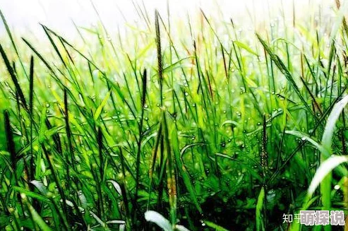 久久久久青草大香综合精品春季新品上市樱花系列限量发售