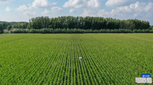 江湖悠悠：高效种地技巧揭秘，种植时避免拖拽操作的关键策略