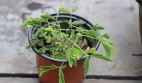 啊啊啊不要了h最近发现了一种神奇的植物，可以让头发在短时间内变长