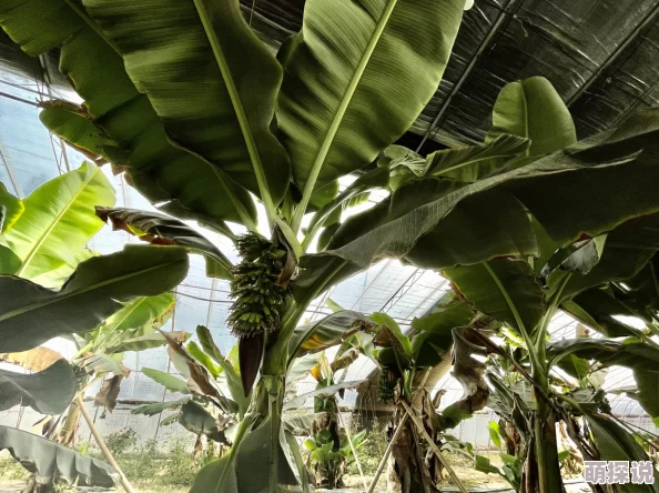 伊人久久大香线蕉资源金字塔守则