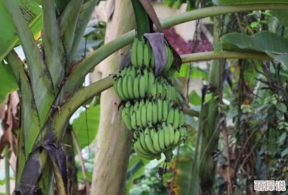 伊人久久大香线蕉资源金字塔守则