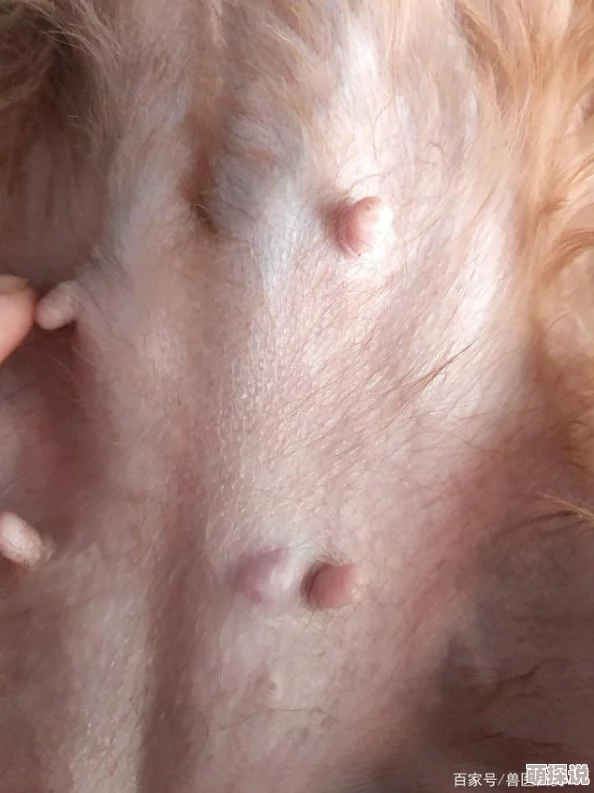乳环母狗让我们一起传播爱与温暖，关心每一个生命，珍惜身边的每一份美好