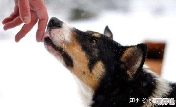 被舔出水近日一项研究显示舔舐行为对宠物的情感交流有积极影响