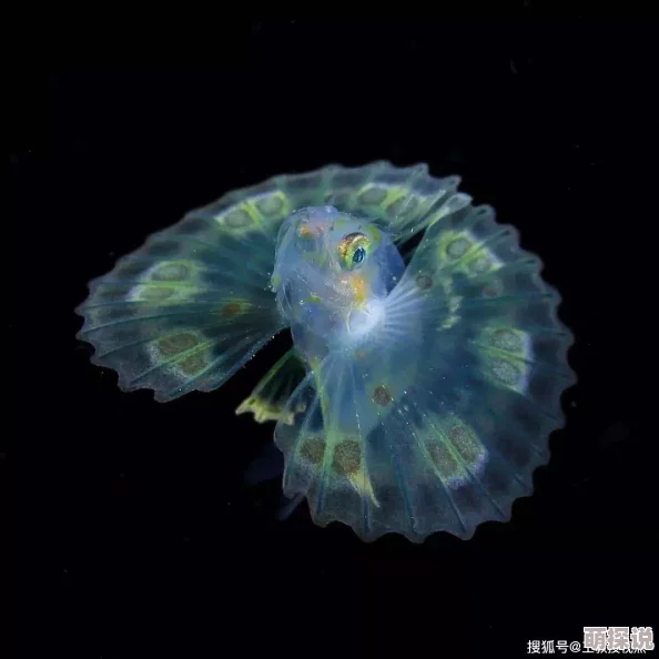 嗯好大好深近日科学家发现一种新型深海生物其生存环境令人惊叹
