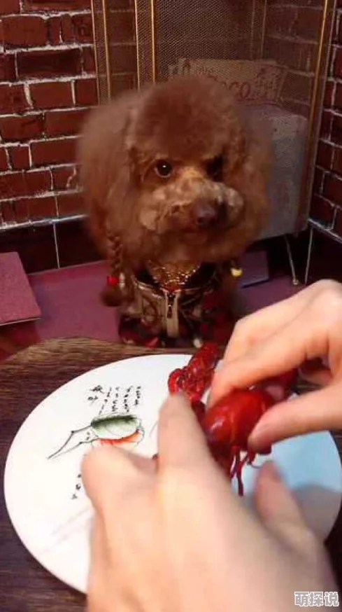 调教母狗龙虾让我们珍惜每一份美味，感恩生活中的点滴幸福