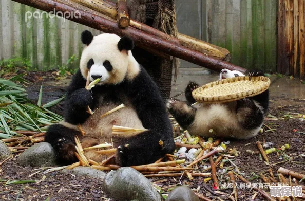 刀塔传奇深度解析：死骑与熊猫英雄对比分析，谁才是战场之王？