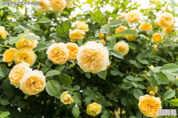 《英雄之剑》深度解析：装备养成与洗练攻略全图文详析指南