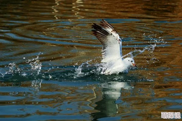 创造与魔法游戏中精灵鱼表现如何?揭秘精灵鱼的独特作用与价值 创造与魔法游戏中精灵鱼表现如何?揭秘精灵鱼的独特作用与价值