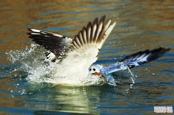 创造与魔法游戏中精灵鱼表现如何?揭秘精灵鱼的独特作用与价值 创造与魔法游戏中精灵鱼表现如何?揭秘精灵鱼的独特作用与价值