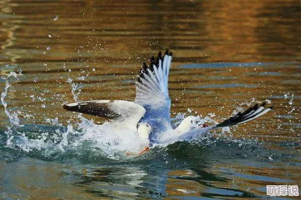 创造与魔法游戏中精灵鱼表现如何?揭秘精灵鱼的独特作用与价值 创造与魔法游戏中精灵鱼表现如何?揭秘精灵鱼的独特作用与价值
